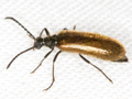 Lagria hirta